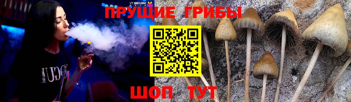 Галлюциногенные грибы GOLDEN TEACHER  Вход с VPN  Зерноград 